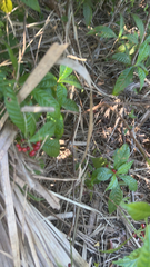 Psychotria nervosa