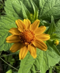 Melampodium divaricatum