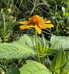 Melampodium divaricatum