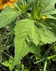 Melampodium divaricatum