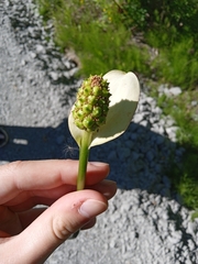 Calla palustris