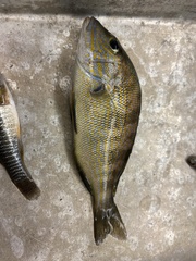 Orthopristis chrysoptera