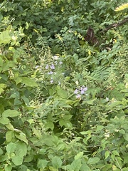 Symphyotrichum shortii