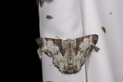 Pachyodes subtritus