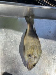 Orthopristis chrysoptera