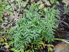 Cicuta douglasii
