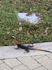 Agama picticauda