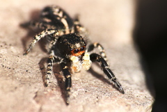 Pellenes peninsularis