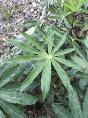 Lupinus polyphyllus