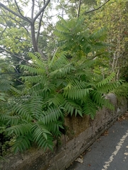 Sorbaria sorbifolia