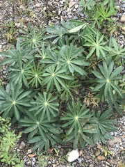 Lupinus polyphyllus