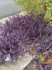 Tradescantia pallida