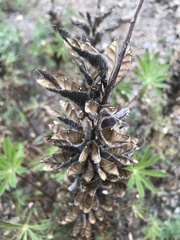 Lupinus polyphyllus