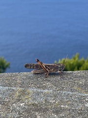 Locusta migratoria