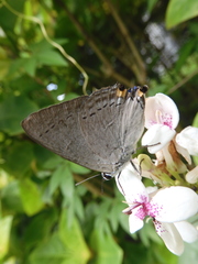 Tajuria cippus maxentius