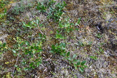Salix pulchra