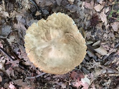 Lactarius subplinthogalus