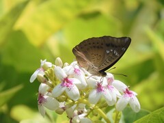 Euthalia aconthea gurda