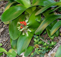 Haemanthus albiflos