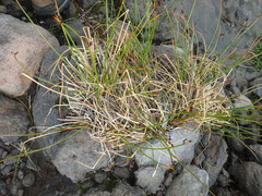 Juncus beringensis