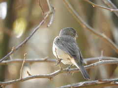 Sporophila