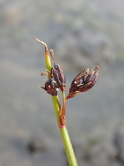 Juncus beringensis