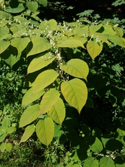 Prunus padus