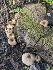 Lentinus tigrinus