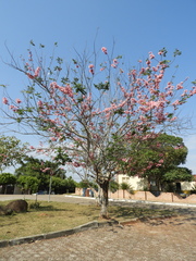 Cassia javanica