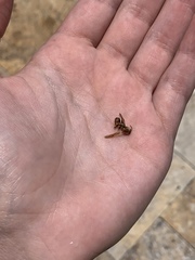 Mischocyttarus mexicanus