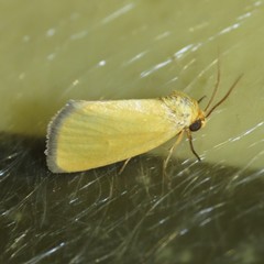 Eulithosia composita