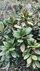 Rhododendron caucasicum