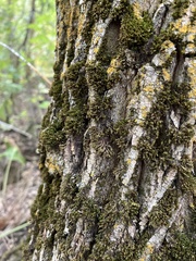 Orthotrichaceae