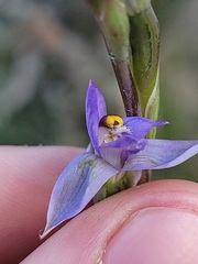 Thelymitra peniculata