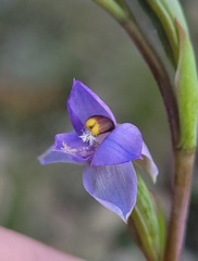 Thelymitra peniculata