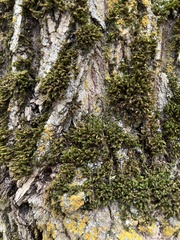 Orthotrichaceae