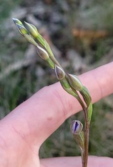 Thelymitra peniculata