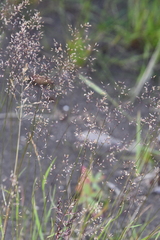 Agrostis vinealis