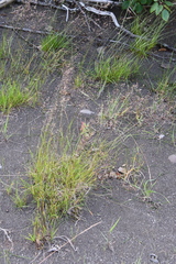 Agrostis vinealis