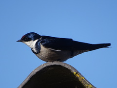 Hirundo albigularis