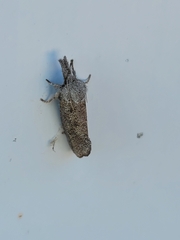 Dichomeris inversella