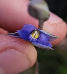Thelymitra peniculata