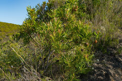 Leucadendron eucalyptifolium