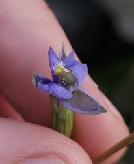 Thelymitra peniculata