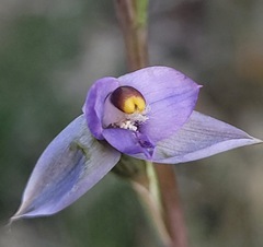 Thelymitra peniculata