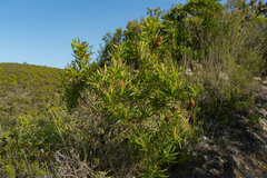 Leucadendron eucalyptifolium