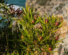 Leucadendron eucalyptifolium