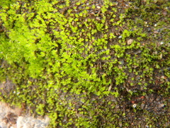 Fissidens bryoides
