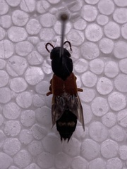 Platydracus stercorarius