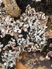 Cladonia squamosula